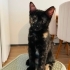 Yavru kedi oreo yuva arıyorr fotoğraf