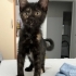 Yavru kedi oreo yuva arıyorr fotoğraf