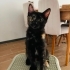Yavru kedi oreo yuva arıyorr fotoğraf