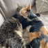 Aşıları Tam ve Çipli: Miya (4 Yaş, Dişi) ve Kito (7 Yaş, Erkek) Yuva Arıyor fotoğraf