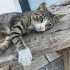 Tatlı bir renk dağılımı olan tekir kedi fotoğraf