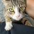 Tatlı bir renk dağılımı olan tekir kedi fotoğraf
