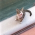 Tatlı bir renk dağılımı olan tekir kedi fotoğraf