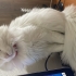 Ürkek çekingen bir kedi fotoğraf