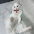 Ürkek çekingen bir kedi fotoğraf