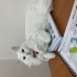 Ürkek çekingen bir kedi fotoğraf