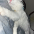 Ürkek çekingen bir kedi fotoğraf