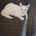 4.5 AYLIK ERKEK 2 RENKLİ GÖZLÜ VAN KEDİSİ ÖMÜRLÜK YUVASINI ARIYOR AYDIN EFELER fotoğraf