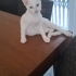 4.5 AYLIK ERKEK 2 RENKLİ GÖZLÜ VAN KEDİSİ ÖMÜRLÜK YUVASINI ARIYOR AYDIN EFELER fotoğraf