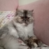 YAKLAŞIK 7-8 AYLIK PERSIAN..!! fotoğraf