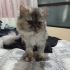 YAKLAŞIK 7-8 AYLIK PERSIAN..!! fotoğraf