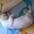 Puffy yeni yuvasına kavuşmayı bekliyor ….. fotoğraf