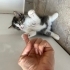 Bu güzel pofuduk yavruya yuva olun!! fotoğraf