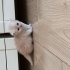 Ücretsiz British Longhair fotoğraf