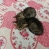 3 HAFTALIK İKİ YAVRU KEDİ ÇOK ACİL YUVA fotoğraf