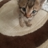 3 HAFTALIK İKİ YAVRU KEDİ ÇOK ACİL YUVA fotoğraf