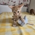 DİŞİ VE ERKEK SEVGİ TANELERİ..!! fotoğraf