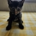 DİŞİ VE ERKEK SEVGİ TANELERİ..!! fotoğraf