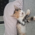 2 3 aylık dişi kedi fotoğraf