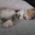 2 3 aylık dişi kedi fotoğraf