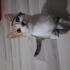 2 3 aylık dişi kedi fotoğraf