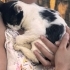 🐾 ACİL YUVA ARANIYOR – 3 AYLIK ERKEK YAVRU 🐾 fotoğraf
