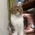Üç yaşında bebekliğinden beri evde bakılmış çipli kedi fotoğraf