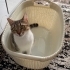 Üç yaşında bebekliğinden beri evde bakılmış çipli kedi fotoğraf
