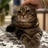 Leo yuva arıyor fotoğraf