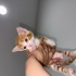 1-2 aylık erkek yavru dünya tatlısı 🥹 fotoğraf