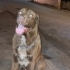 Corso labrador kırması fotoğraf