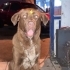Corso labrador kırması fotoğraf
