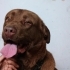 Corso labrador kırması fotoğraf