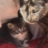 Yavru kedi oyuncul fotoğraf
