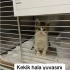 Güzel Kekik Yuva Arıyor fotoğraf