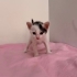 Acil Yuva Aranıyor 3 Haftalık dişi kedi annesi yok süt tozuyla besleniyor fotoğraf