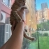 Mısır iç dış parazitleri yapıldı karma aşısı yapıldı fotoğraf