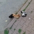 3 tane yavru kedi fotoğraf