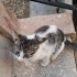 3 tane yavru kedi fotoğraf