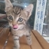 aciiil annesiz yavrumuza kalici yuva fotoğraf