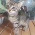 aciiil annesiz yavrumuza kalici yuva fotoğraf