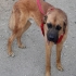 ALAN KORUMALI, AŞILARI TAM KANGAL MELEZİ..!! fotoğraf
