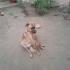ALAN KORUMALI, AŞILARI TAM KANGAL MELEZİ..!! fotoğraf