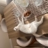 Beyaz Scottish Fold fotoğraf