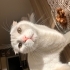 Beyaz Scottish Fold fotoğraf