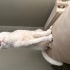 Beyaz Scottish Fold fotoğraf