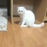 Oglumuzun yeni yuvasını arıyoruz fotoğraf