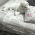 Oglumuzun yeni yuvasını arıyoruz fotoğraf