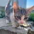 Bir Bakışta Kalbinizi Çalacak 2 Aylıķ Minik bir yakisikli fotoğraf