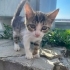 Bir Bakışta Kalbinizi Çalacak 2 Aylıķ Minik bir yakisikli fotoğraf